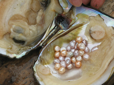گوهرشناسی گوهرشناسی